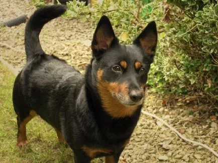 Lancashire Heeler, Enciclopedia de caini