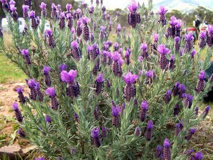 Lavender növekvő magról, ha a növény, milyen a növény