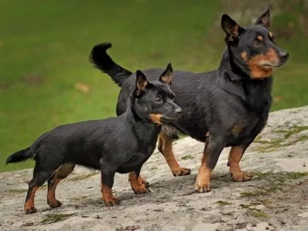 Lancashire Heeler, Enciclopedia de caini