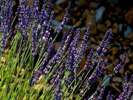Lavender növekvő magról, ha a növény, milyen a növény