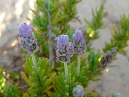 Lavender növekvő magról, ha a növény, milyen a növény