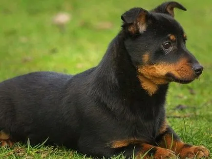 Lancashire Heeler, Enciclopedia de caini