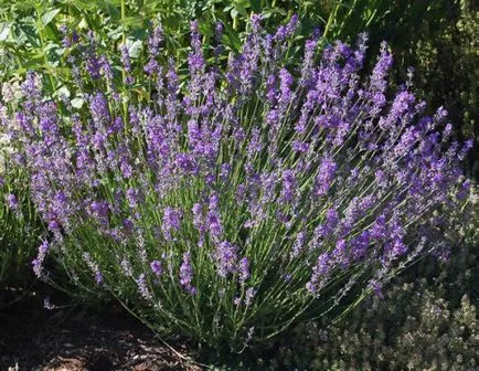 Lavender növekvő magról, ha a növény, milyen a növény