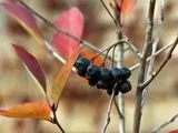 Tratamentul hipertensiunii arteriale chokeberry negru - tratamentul inimii