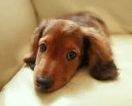 câini leptospiroza, boala Stuttgart, simptome de leptospiroza, febra tifoidă câini, o boală a câinilor tineri