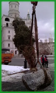 Лечение на кората бръмбар (печатар бръмбар), изтриване, се отървете от вредители, стволови инжекция -