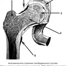 лечение фрактура при кучета с помощта на апарат Ilizarov, статия