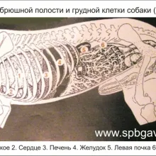 лечение фрактура при кучета с помощта на апарат Ilizarov, статия