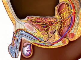 Levofloxacin - segít, hogy gyorsan megbirkózni prosztatagyulladás