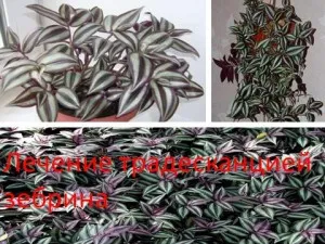 Лечение Tradescantia zebrina моя шаман