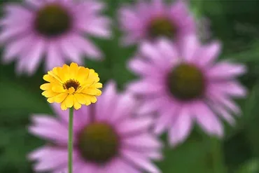 Gyógy virágok, virágos kert program gyógyszerek virágok, kedvenc virágok