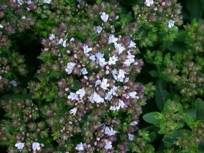 Herb oregánó - fű a fotó, a levelek és azok előnyös tulajdonságait,