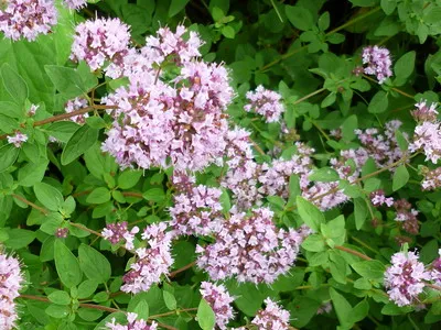 Herb oregánó - fű a fotó, a levelek és azok előnyös tulajdonságait,