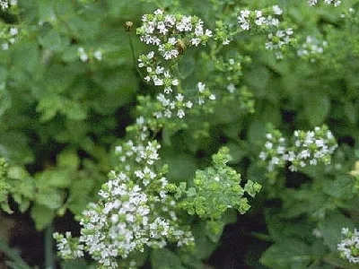 Herb oregánó - fű a fotó, a levelek és azok előnyös tulajdonságait,