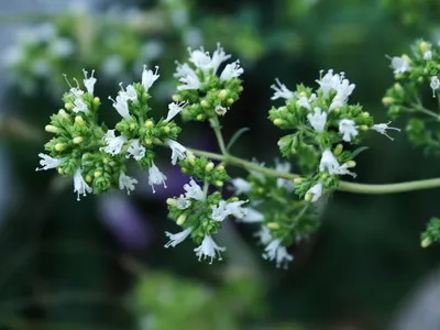 Herb oregánó - fű a fotó, a levelek és azok előnyös tulajdonságait,