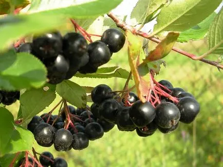 Tratamentul hipertensiunii arteriale chokeberry negru - tratamentul inimii