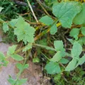 Lofant tibetană în loc de ginseng coreean