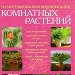 Daylily грижи и отглеждане в дома