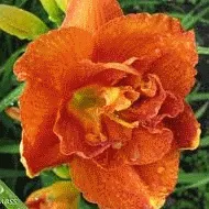 Daylily грижи и отглеждане в дома