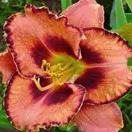 îngrijire Daylily și cultivarea în casă