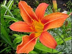 Daylily ellátás, fotó, reprodukció, transzplantáció