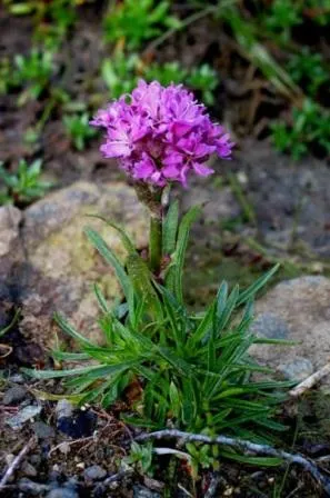 plantare Campion și îngrijire foto