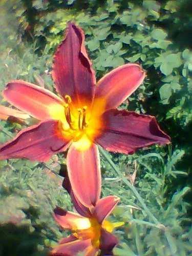 îngrijire daylily, cultivare, udare, plantare la domiciliu