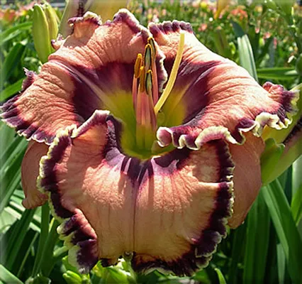 Daylily ellátás, termesztés, öntözés, ültetés otthon