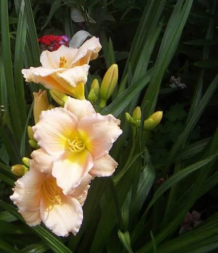 Daylily ellátás, termesztés, öntözés, ültetés otthon