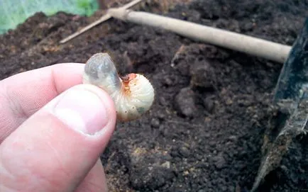 Ларвите на бръмбар май - как да се справим с тях правилно