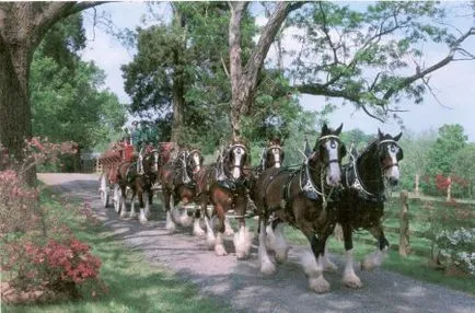 Clydesdale fajta ló (skót Heavy) fotó, leírás, keletkezéstörténetével - helyén