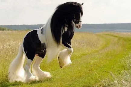 Lófajta ló clydesdale