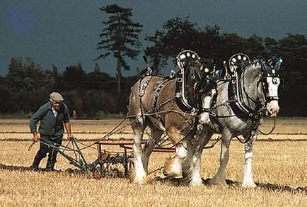 Clydesdale fajta ló (skót Heavy) fotó, leírás, keletkezéstörténetével - helyén