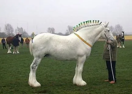 Clydesdale fajta ló (skót Heavy) fotó, leírás, keletkezéstörténetével - helyén