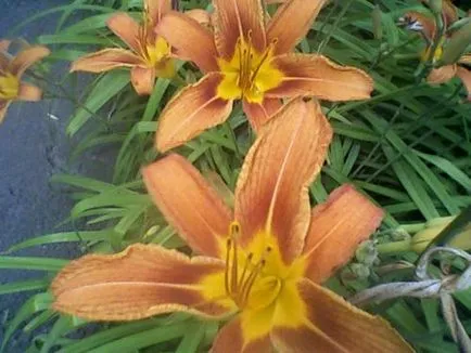 Daylily ellátás, termesztés, öntözés, ültetés otthon