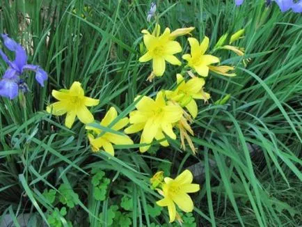 Daylily ellátás, termesztés, öntözés, ültetés otthon