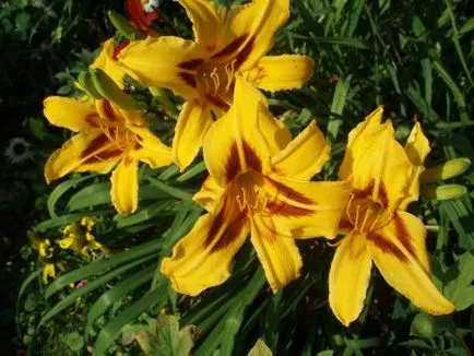 Daylily грижи, отглеждане, поливане, засаждане у дома