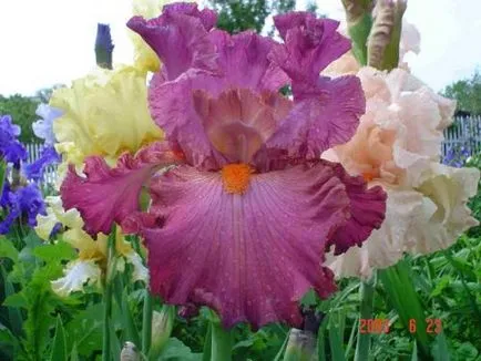 Daylily грижи, отглеждане, поливане, засаждане у дома