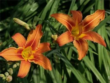 Daylily ellátás, termesztés, öntözés, ültetés otthon