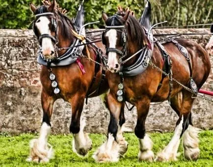 Clydesdale fajta ló (skót Heavy) fotó, leírás, keletkezéstörténetével - helyén