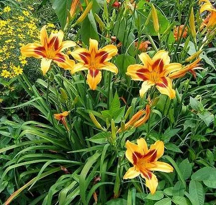 Daylily ellátás, termesztés, öntözés, ültetés otthon