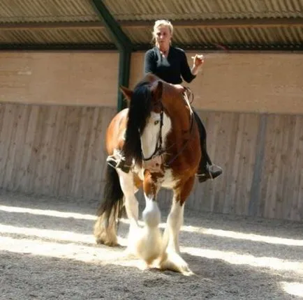 Clydesdale fajta ló (skót Heavy) fotó, leírás, keletkezéstörténetével - helyén