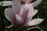 Magnolia a külvárosban