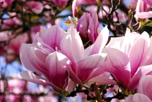 Magnolia de plantare și îngrijire în suburbii - plantele magice