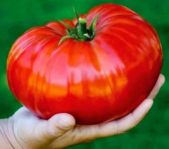 Cele mai bune soiuri de tomate într-o seră pentru Siberia în teren deschis