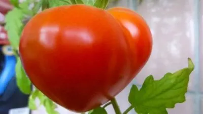 Cele mai bune soiuri de tomate într-o seră pentru Siberia în teren deschis