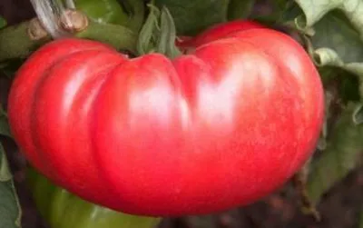 Cele mai bune soiuri de tomate într-o seră pentru Siberia în teren deschis