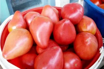 Cele mai bune soiuri de tomate într-o seră pentru Siberia în teren deschis