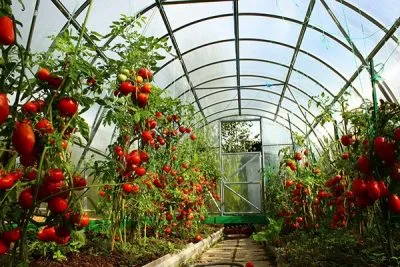 Cele mai bune soiuri de tomate într-o seră pentru Siberia în teren deschis