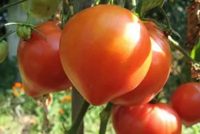 Cele mai bune soiuri de tomate într-o seră pentru Siberia în teren deschis